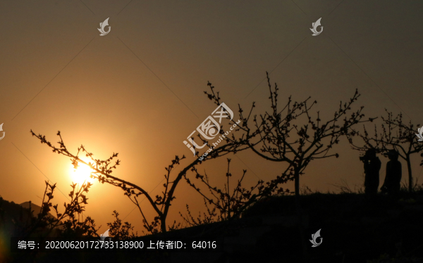 夕陽下的桃花
