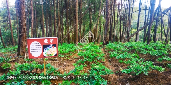 林下魔芋