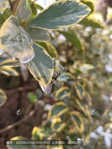 雪后初融