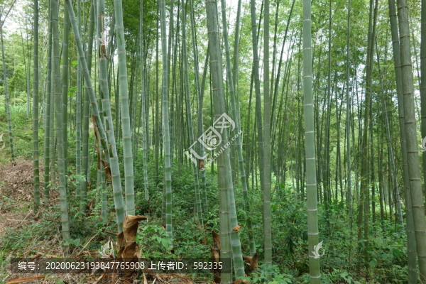 竹林