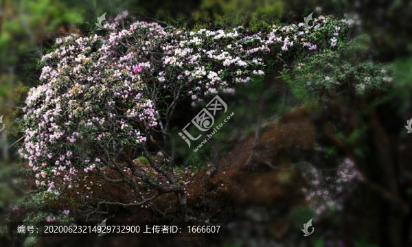 高山植物