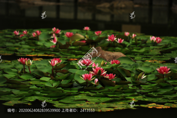 蓮花池