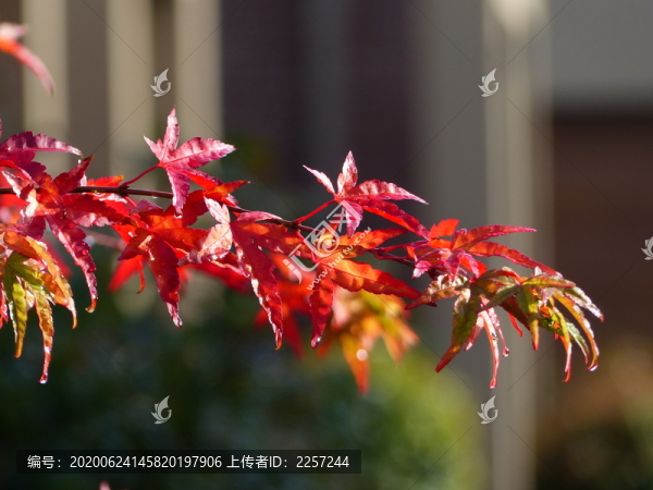 紅楓