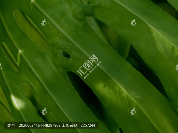 龜背竹