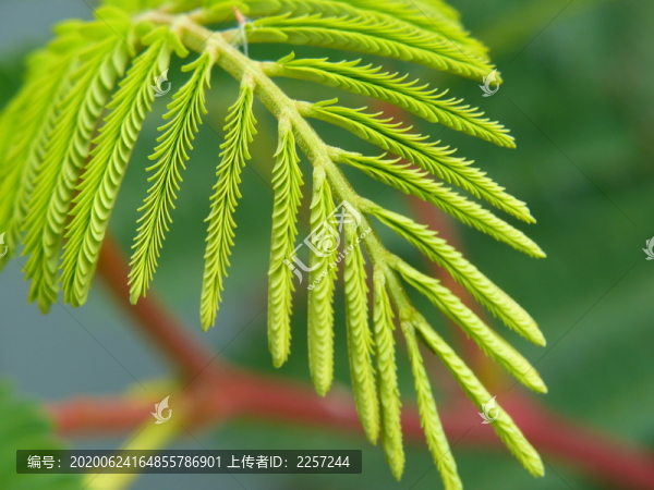 銀荊