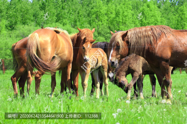 駿馬漢血寶馬棗紅馬牲口馬群