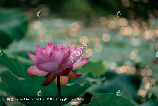 荷花