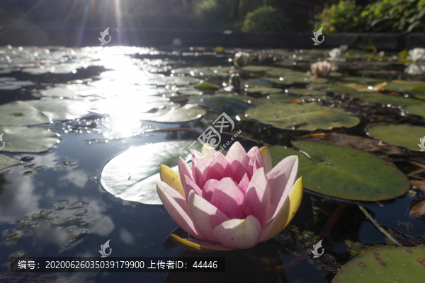 睡蓮