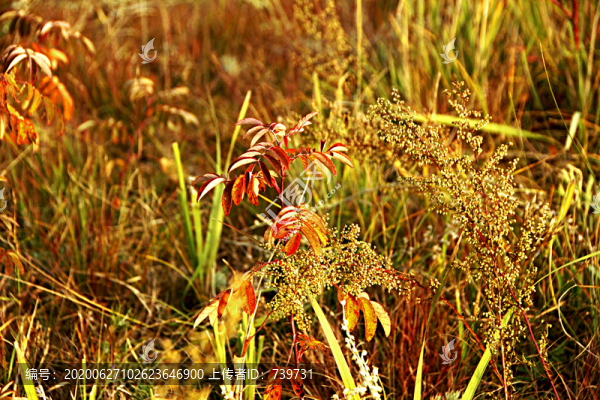 紅山軍馬場
