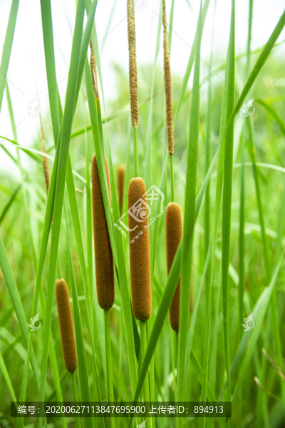 菖蒲