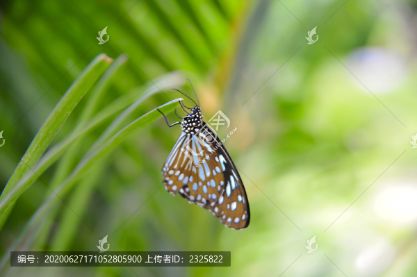擬旖斑蝶
