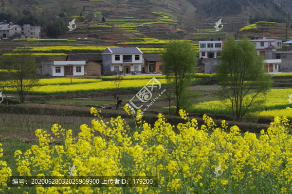 中峰油菜花Y