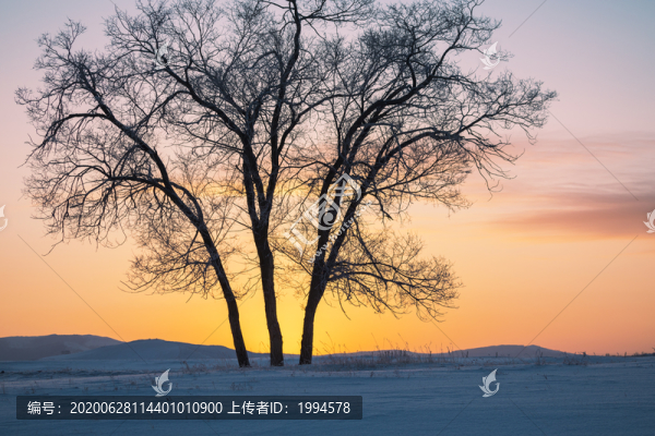 樹(shù)