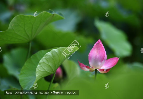 雨后荷花