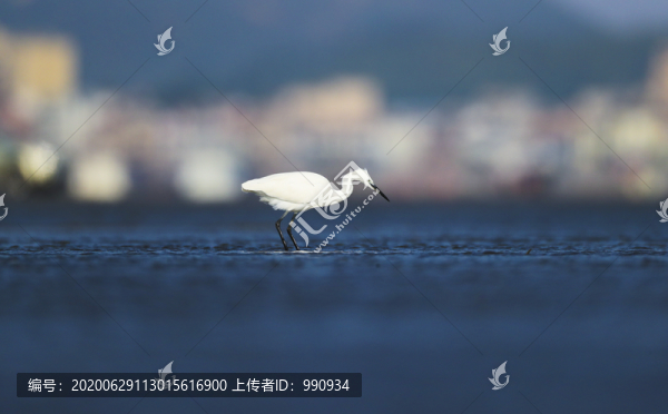 濕地風(fēng)光