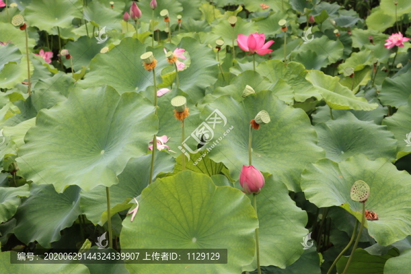 蓮蓬荷花