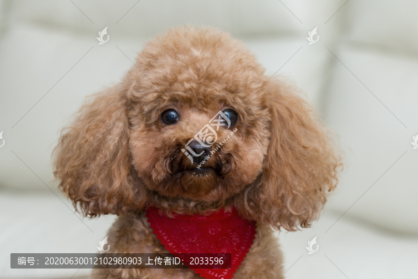 聰明活潑的貴賓犬