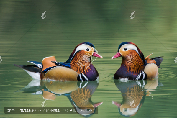 鴛鴦成對