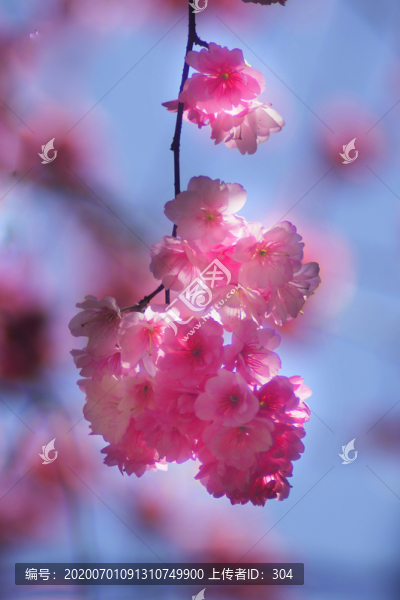 櫻花