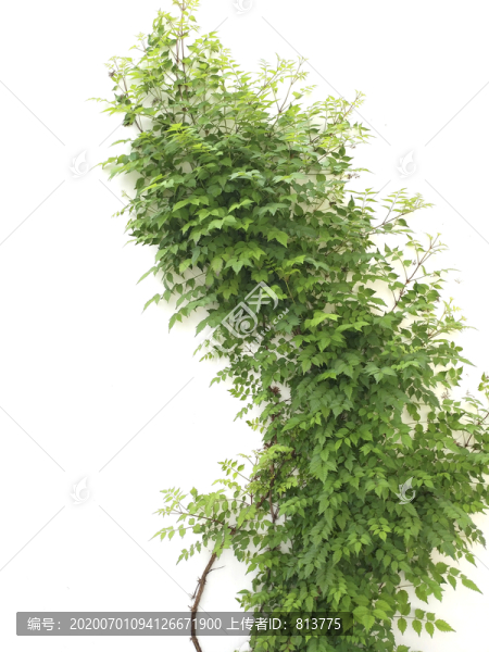 爬墻綠植