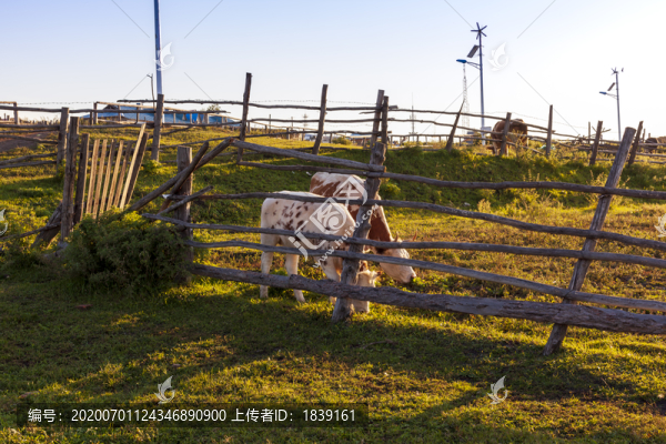 夕陽下的奶牛