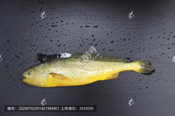 野生大黃魚(yú)