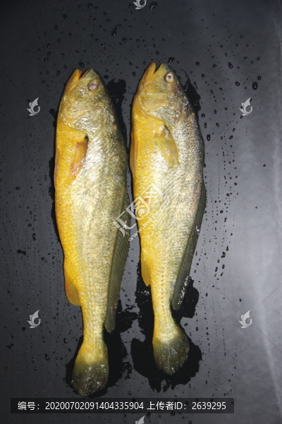 野生大黃魚