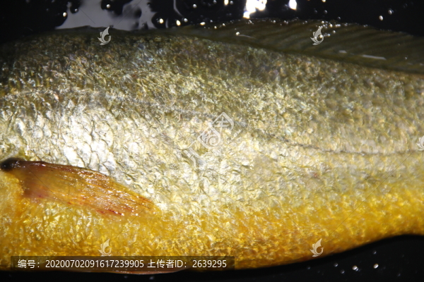 野生大黃魚特寫