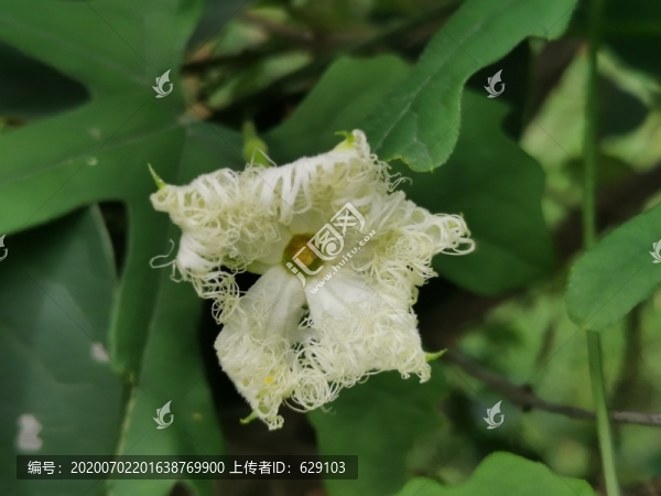 蛇瓜花
