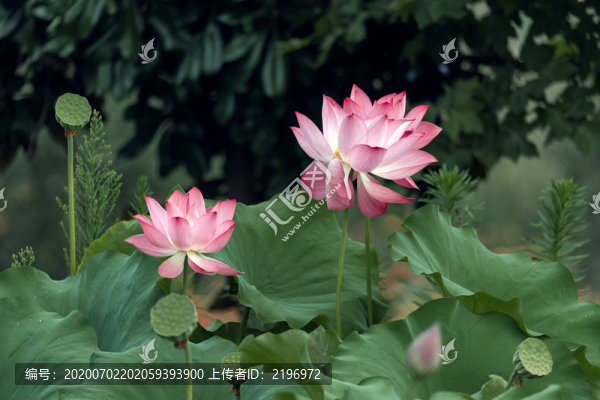 綻放的荷花