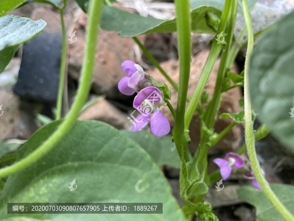 菜豆花