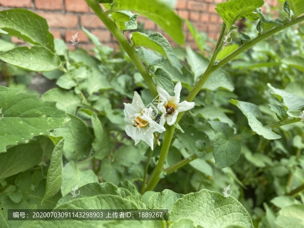 土豆花