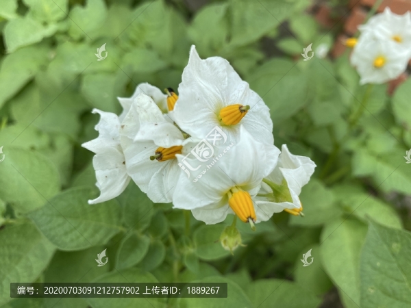 土豆花