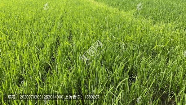 稻田