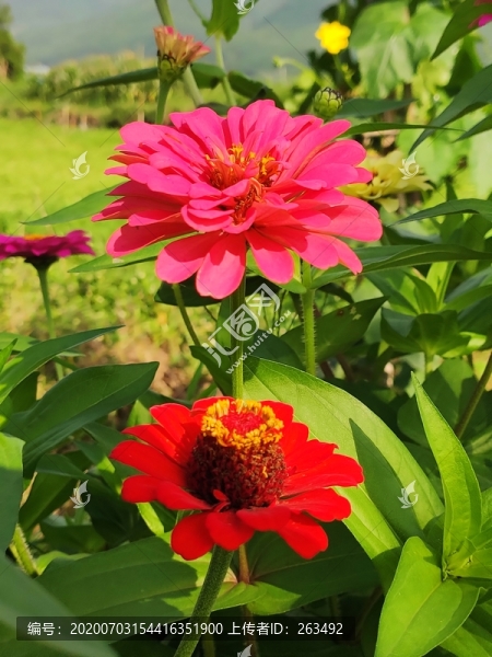 百日菊