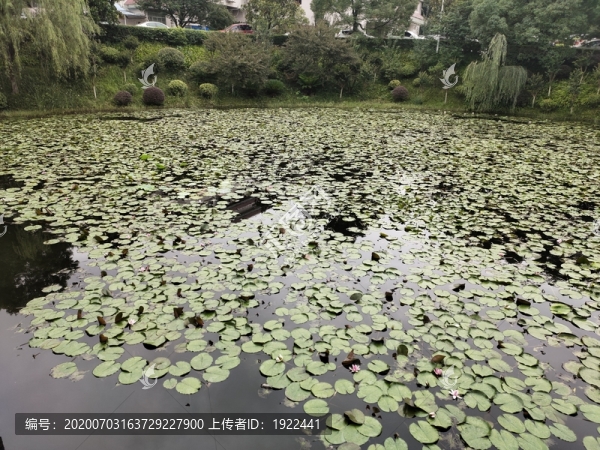 荷花池