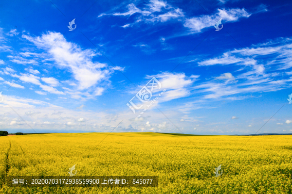 油菜花地