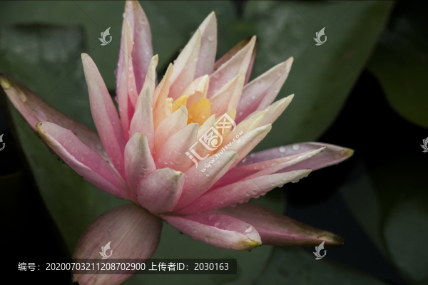 雨后蓮花