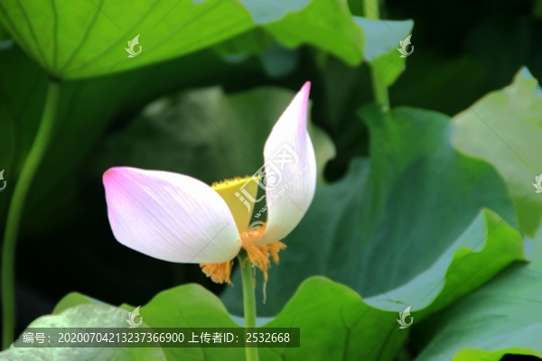 映日荷花別樣紅