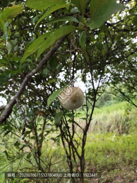 一個(gè)大李子