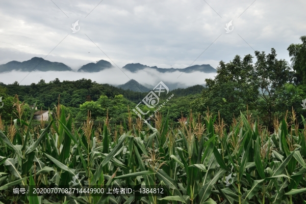 包谷地玉米地