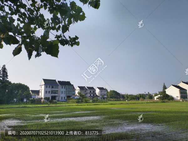 芒種稻田鄉(xiāng)村