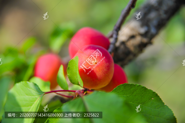 红杏