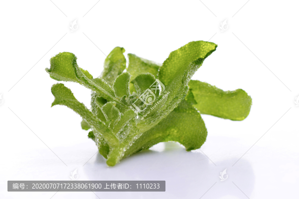 冰草