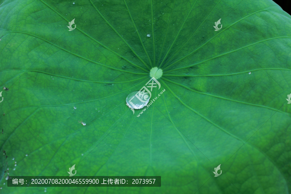 荷葉上的水珠