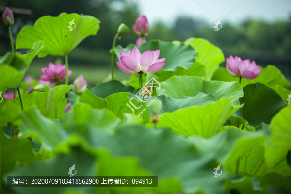 荷塘