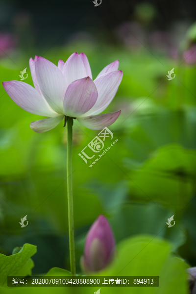夏日荷花