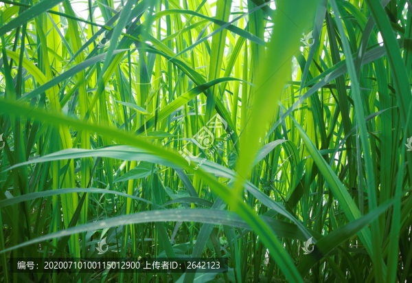 翠綠麥田