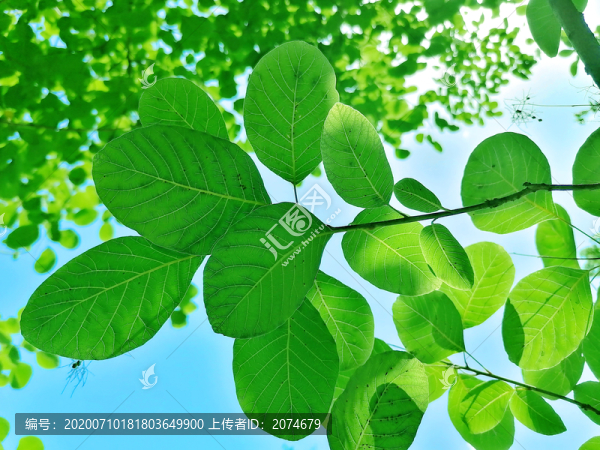 夏天樹葉
