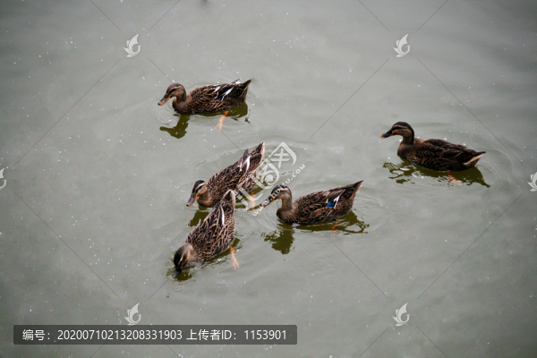 野鴨